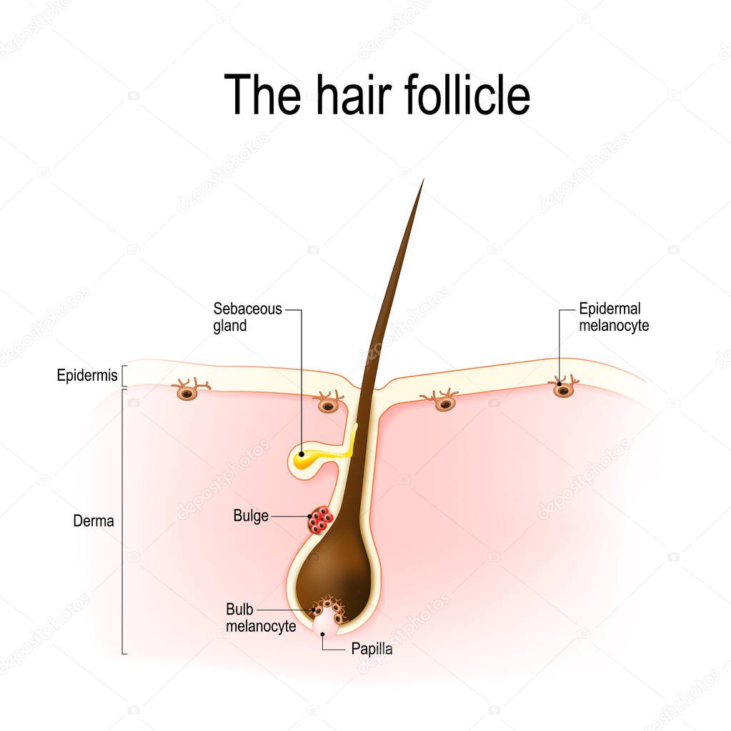 hair follicle. human anatomy