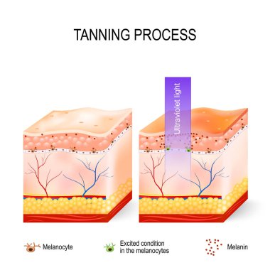 Tanning process. Melanin and melanocytes clipart