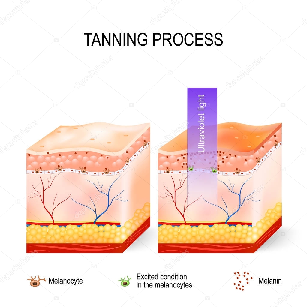 Tanning process. Melanin and melanocytes