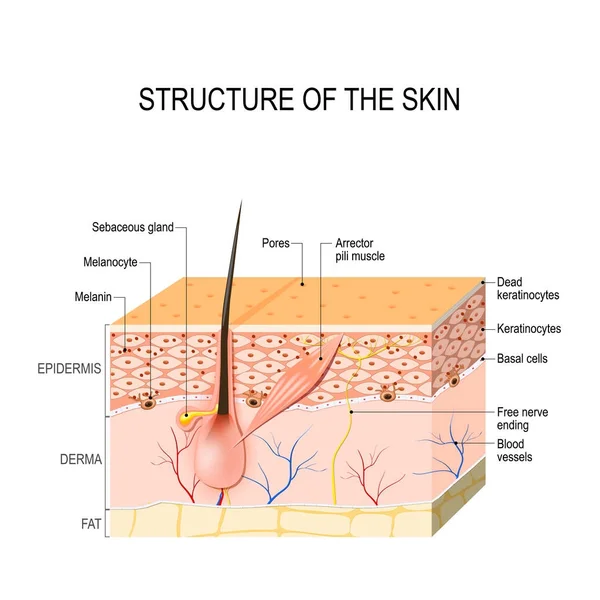 Piel humana sana — Vector de stock