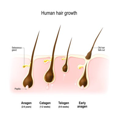 Hair growth cycle clipart