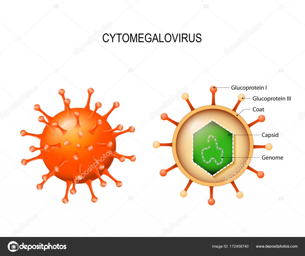 Цитомегаловирус. Структура Вириона Векторное Изображение.