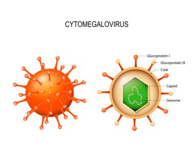 Cytomegalovirus.  structure of the virion clipart