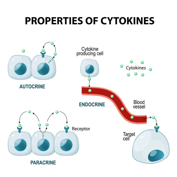 Properties of cytokines — Stock Vector