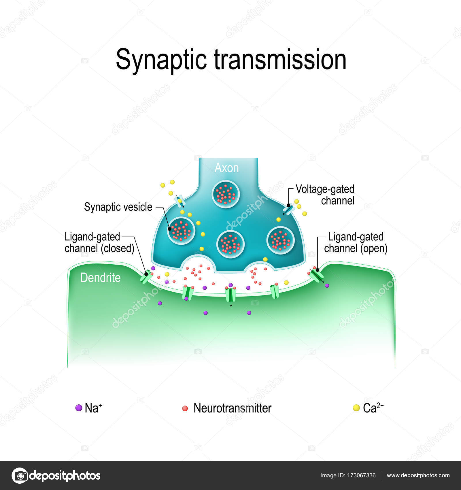 Synaptic transmission. Structure of a typical chemical synapse. Stock  Vector Image by ©edesignua #173067336