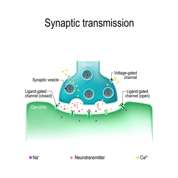 Trasmissione sinaptica. Struttura di una sinapsi chimica tipica. — Vettoriale Stock
