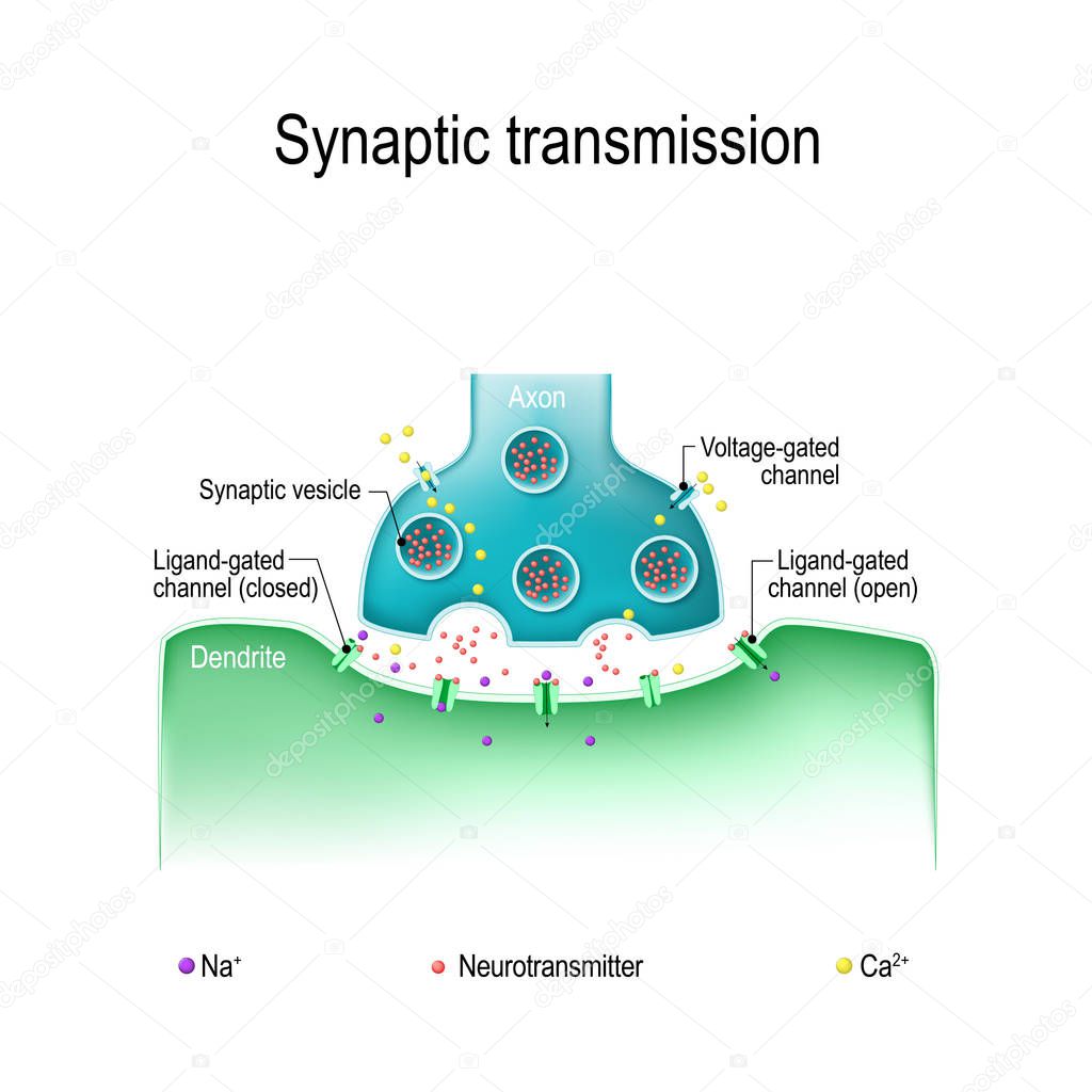 Synaptic transmission. Structure of a typical chemical synapse. 