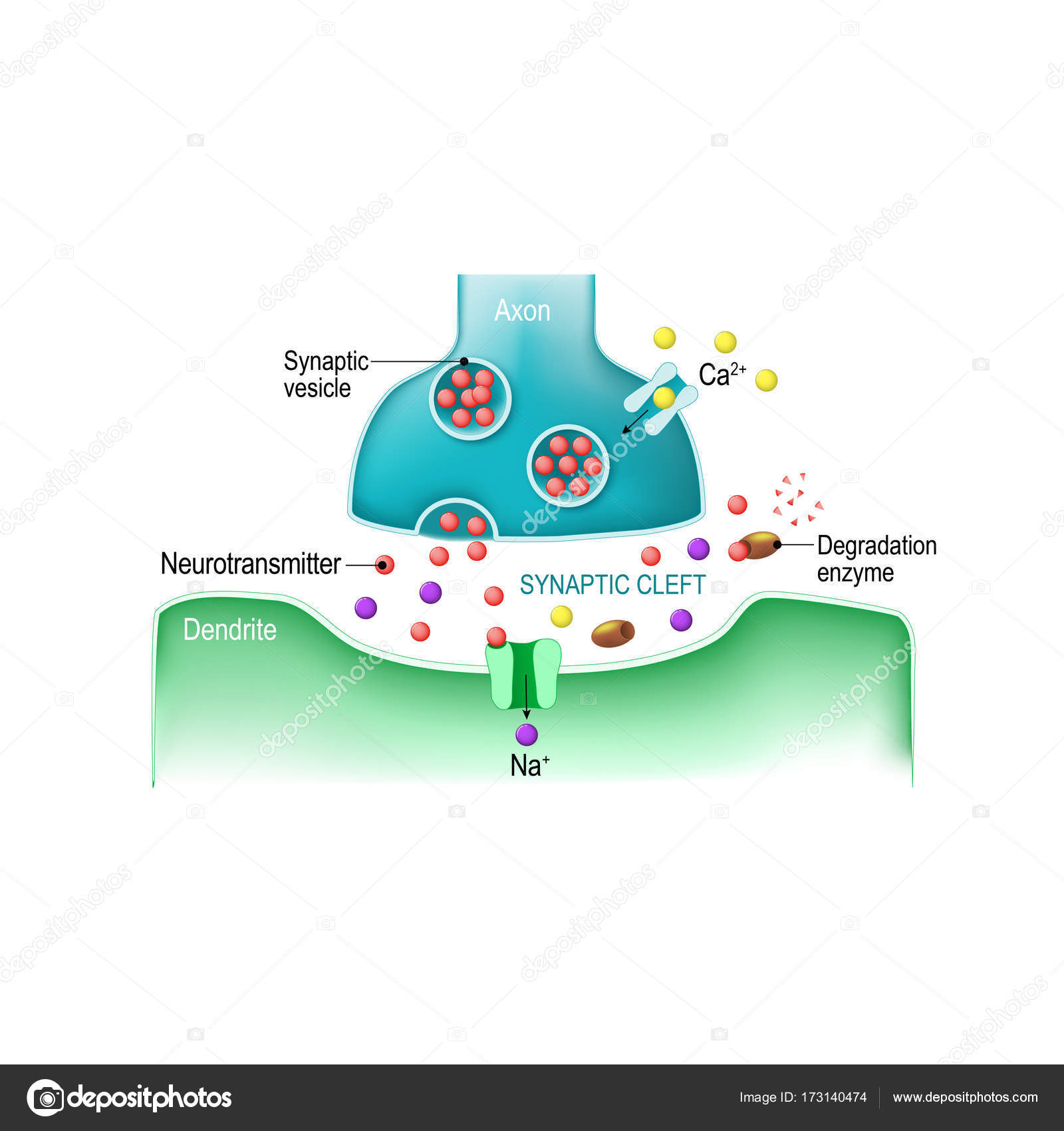 Signal transmission at a chemical synapse Stock Vector Image by ©edesignua  #173140474