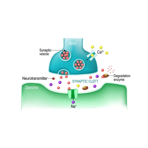 Signal transmission at a chemical synapse — Stock Vector