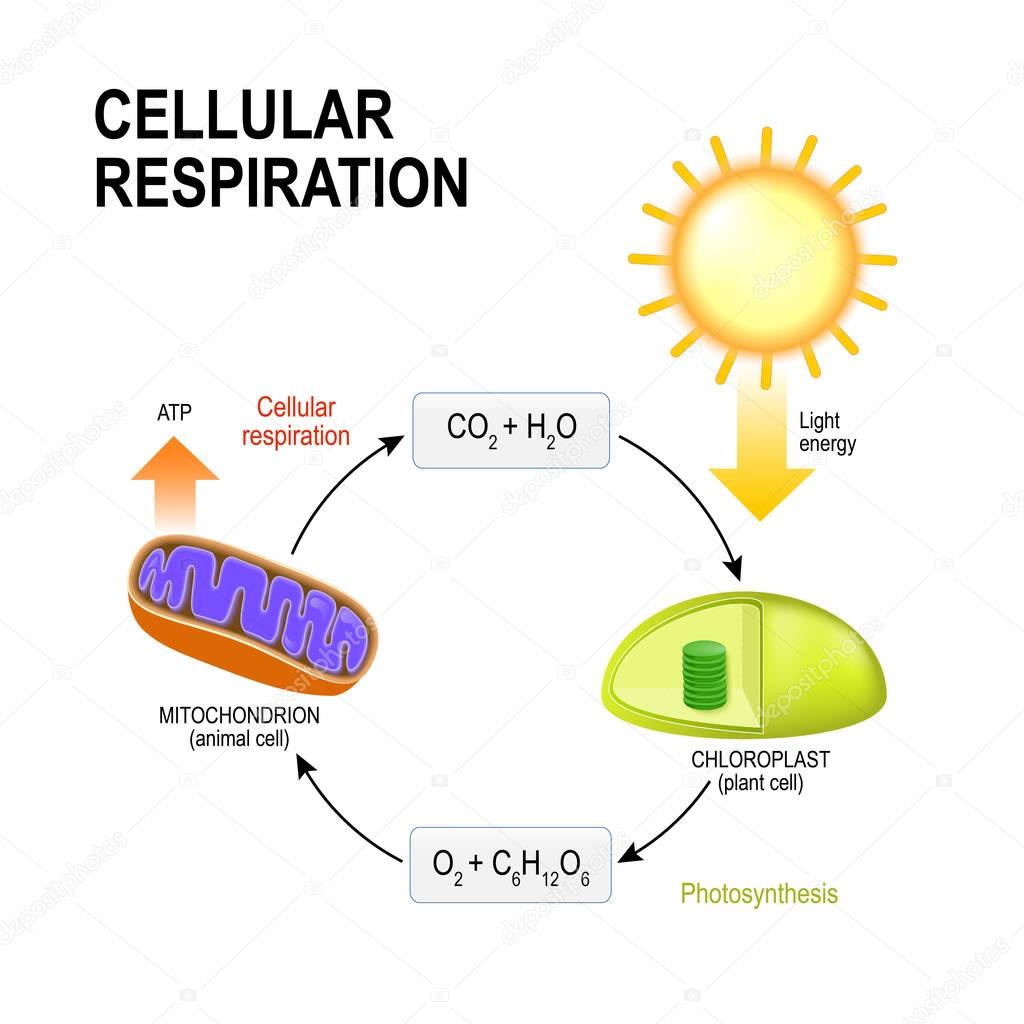 Cellular respiration. Connecting Cellular Respiration and Photos