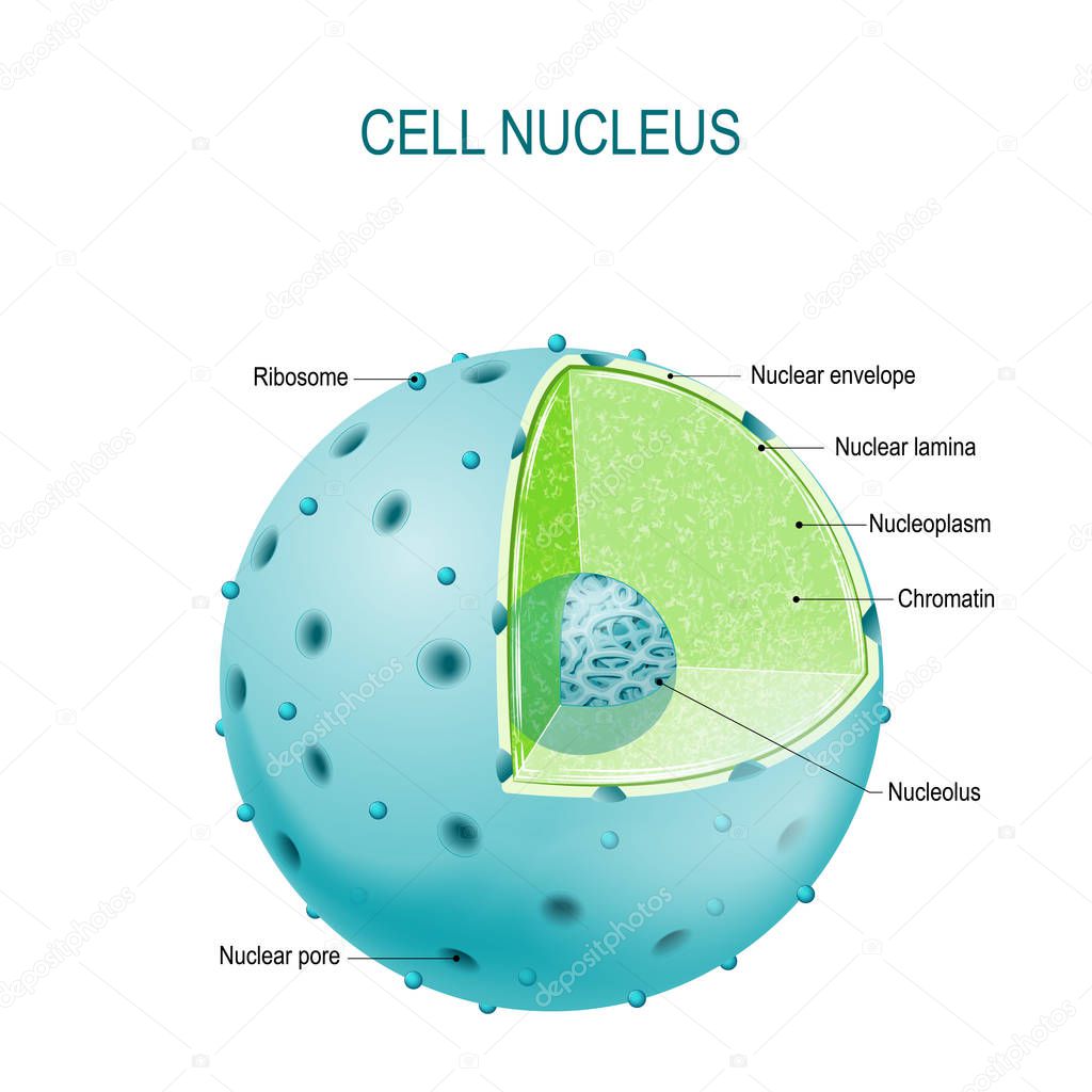 Cell nucleus. vector diagram