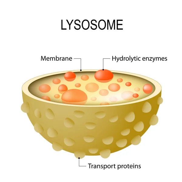 Anatomie van het lysosoom. — Stockvector