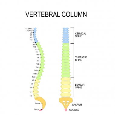 Vertebral sütun. İnsan vertebra numaralandırma sırasını 