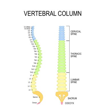 Vertebral column. Numbering order of the vertebrae of the human  clipart