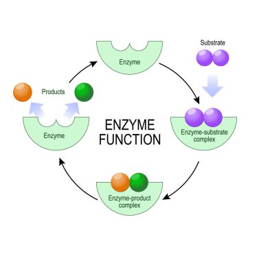 enzyme function. vector diagram for medical, educational and scientific use. clipart