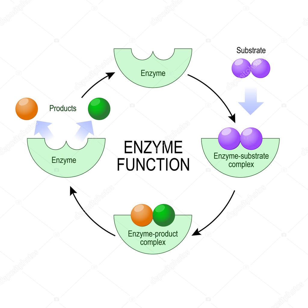 enzyme function. vector diagram for medical, educational and scientific use.