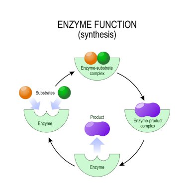 enzyme function. synthesis.  clipart