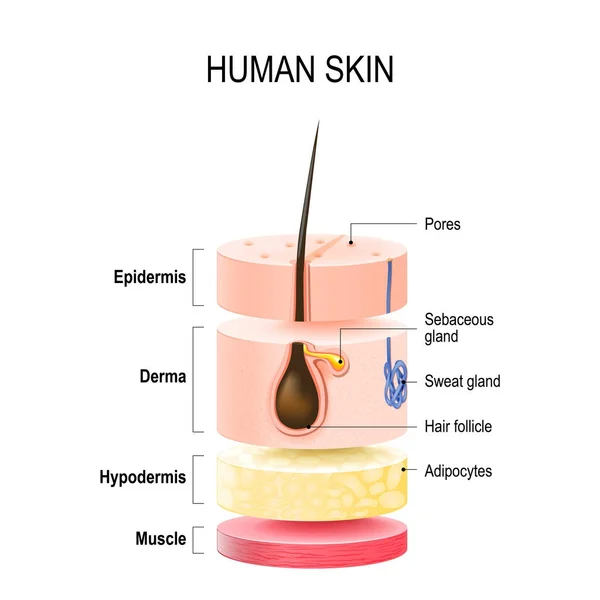 Layers Of Human Skin. — Stock Vector