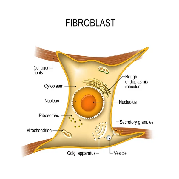 Fibroblast är avgörande för hudens styrka och elasticitet. Struk — Stock vektor