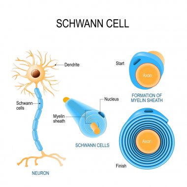 Schwann hücreleri. Neurolemmocytes yapısı.