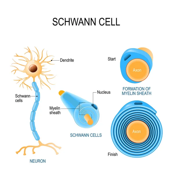 Schwann cells. Structure of neurolemmocytes. — Stock Vector