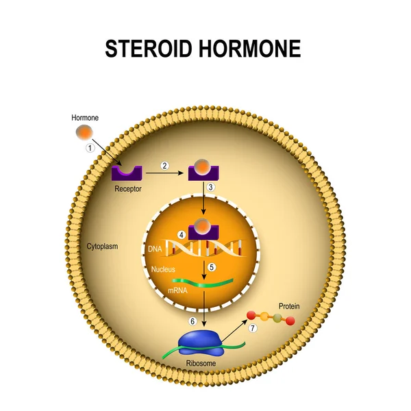 Hoe steroïde hormonen werk. — Stockvector