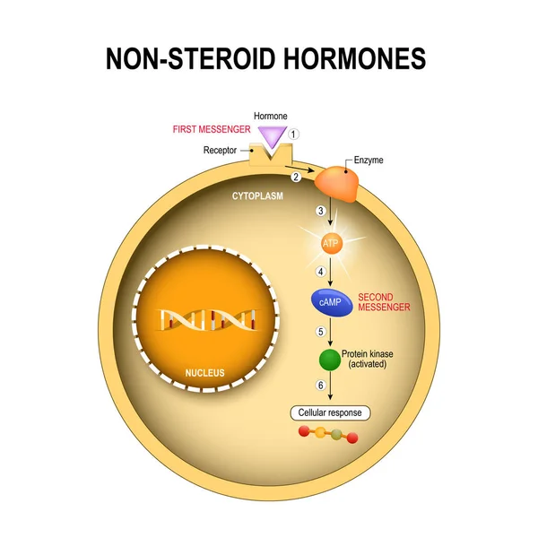 Dierlijke cel bij nucleus, cytoplasma, Dna, enzime, proteïne kinase — Stockvector