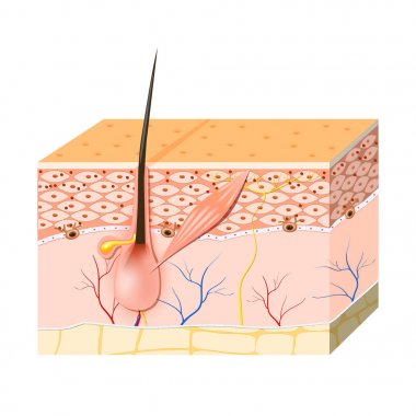 skin cells. Melanin, and melanocyte clipart