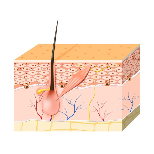 피부 세포입니다. 멜 라 닌, 그리고 melanocyte — 스톡 벡터