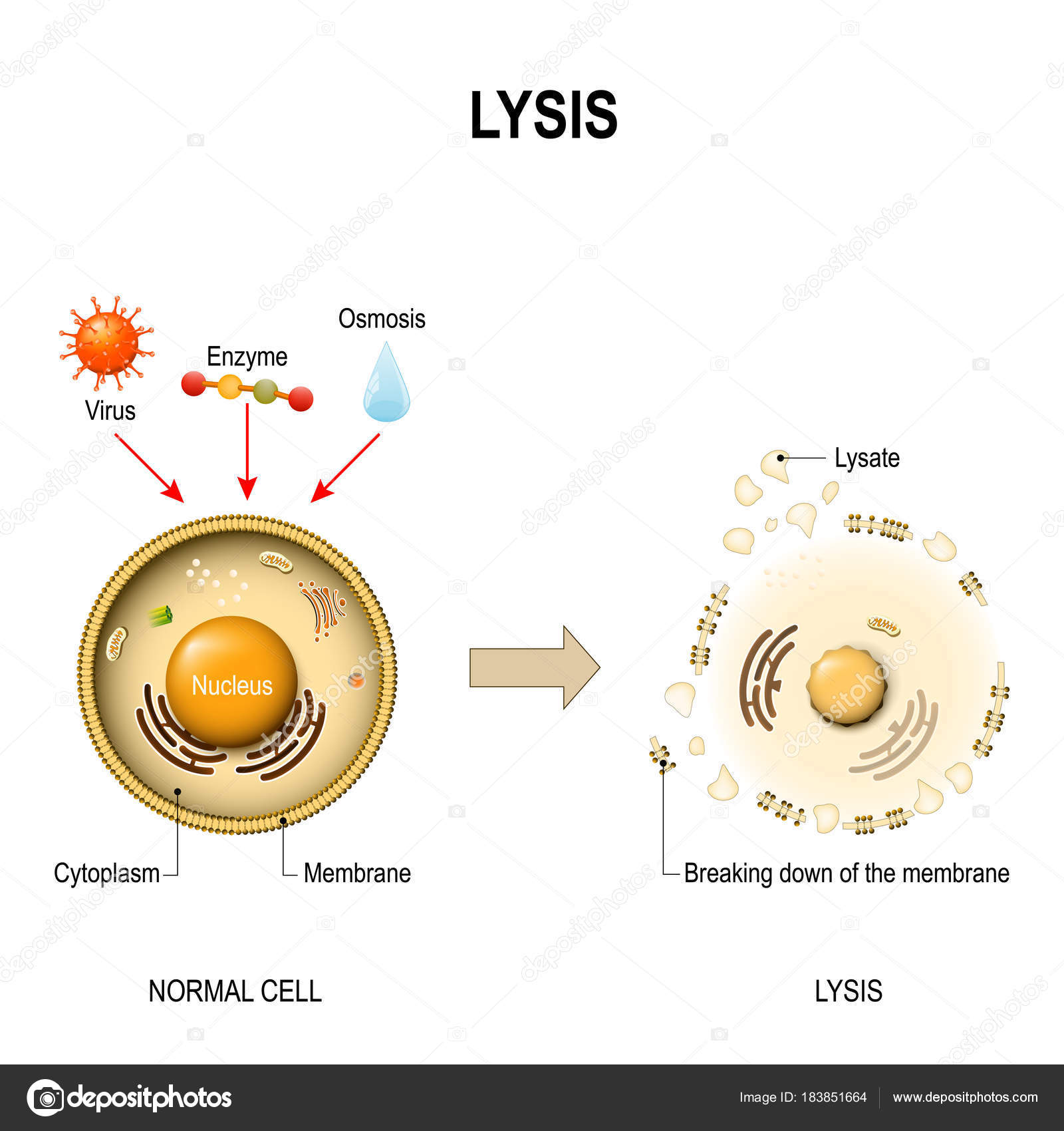 LISIS CELULAR EPUB DOWNLOAD LISIS CELULAR EPUB DOWNLOAD
