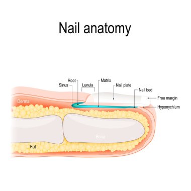 Nail anatomy clipart