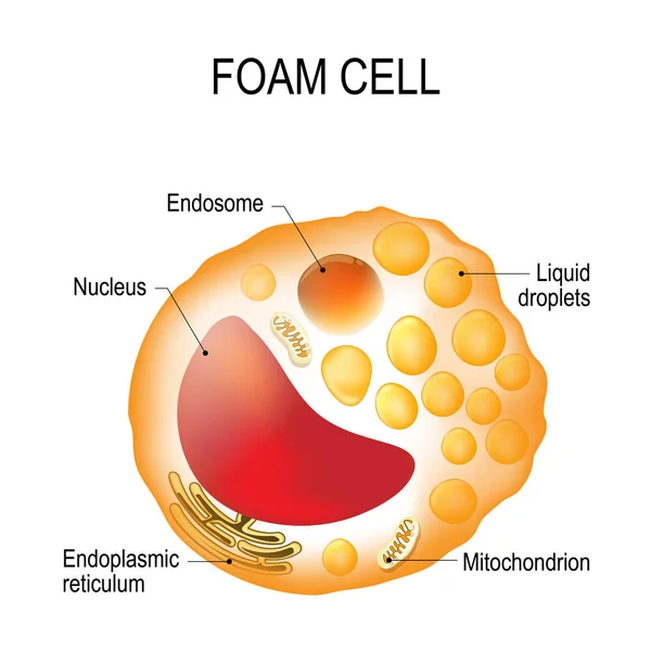 Foam cell. Cell structure — Stock Vector