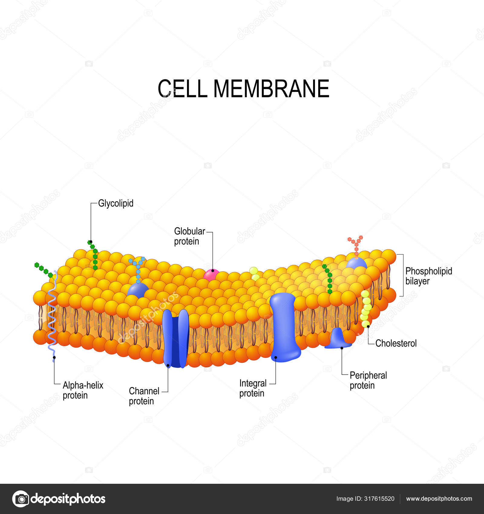 Integral Protein Diagram