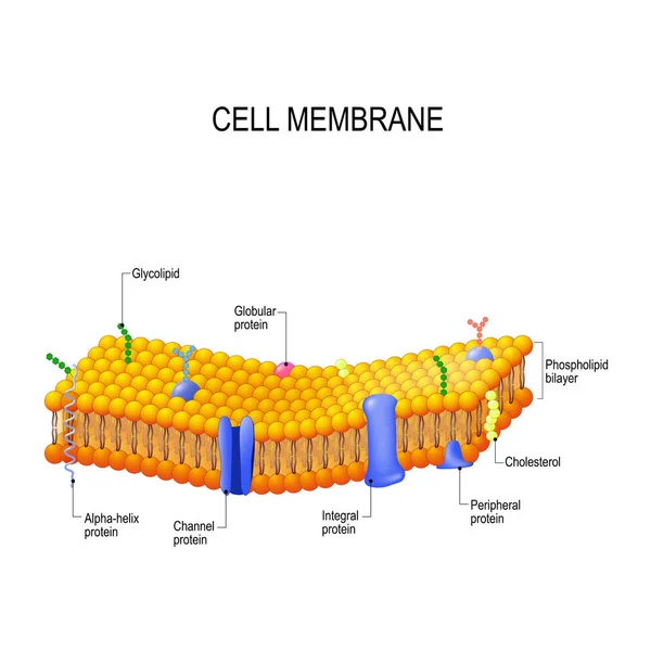 Proteínas de membrana celular — Vector de stock