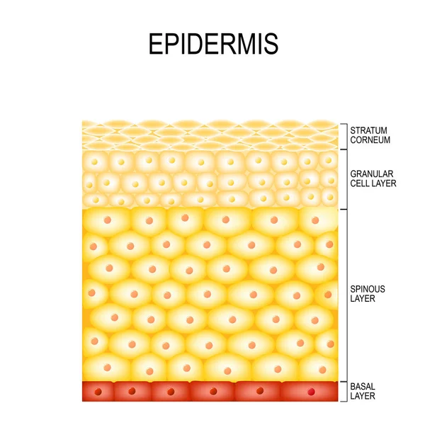 Cellules cutanées et couches de structure de l'épiderme — Image vectorielle