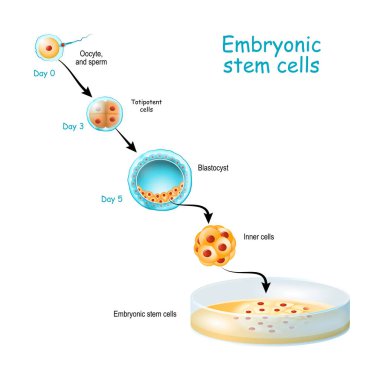 Embryonic stem cells cultivation In Vitro. clipart