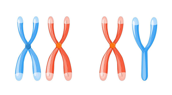 X and Y chromosomes with dna on a white background