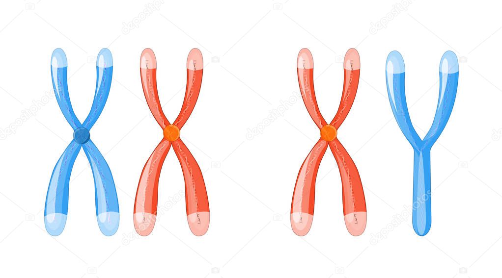 X and Y chromosomes with dna on a white background