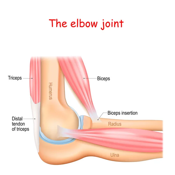 Anatomia de uma articulação de cotovelo — Vetor de Stock