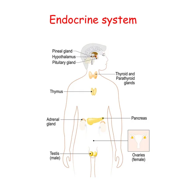 Ghiandole endocrine. Silhouette umana con organizzazione interna evidenziata — Vettoriale Stock