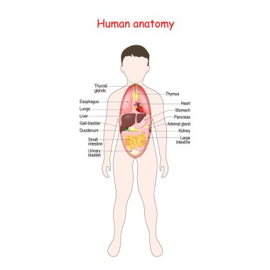 Çocuklar için anatomi. İç organları olan insan vücudu.. 