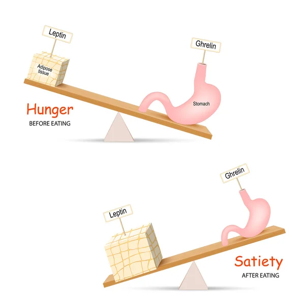 Ghrelin和Leptin 。 平衡调节饥饿和Sa的激素 — 图库矢量图片