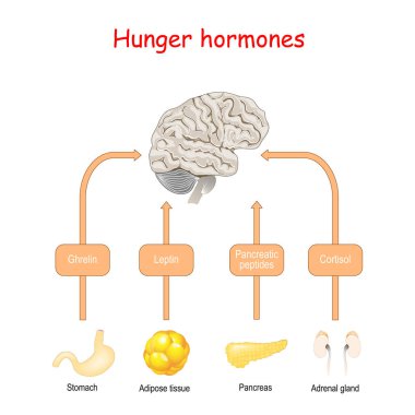 Açlık hormonları ve iştah. Kortizol, pankreas peptid, Ghr