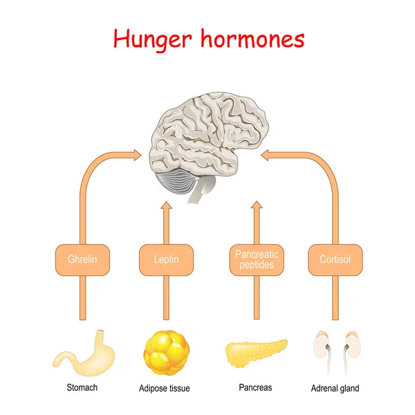 Hormonas da fome e apetite. Cortisol, peptídeos pancreáticos, Ghr — Vetor de Stock