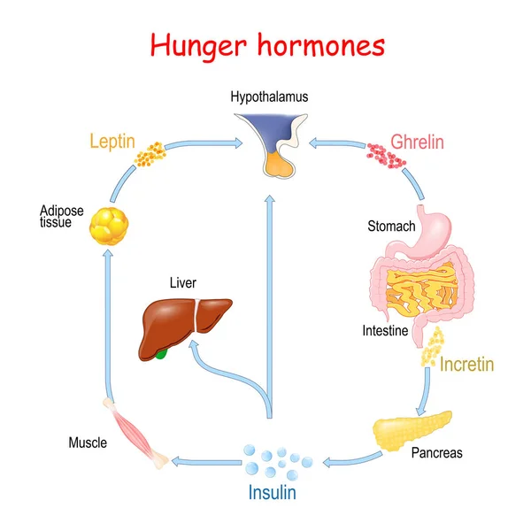 Hormonas da fome (insulina, grelina, incretin e leptina ). —  Vetores de Stock