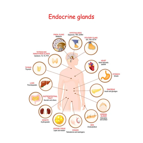 Endocriene klieren en hormonen. — Stockvector