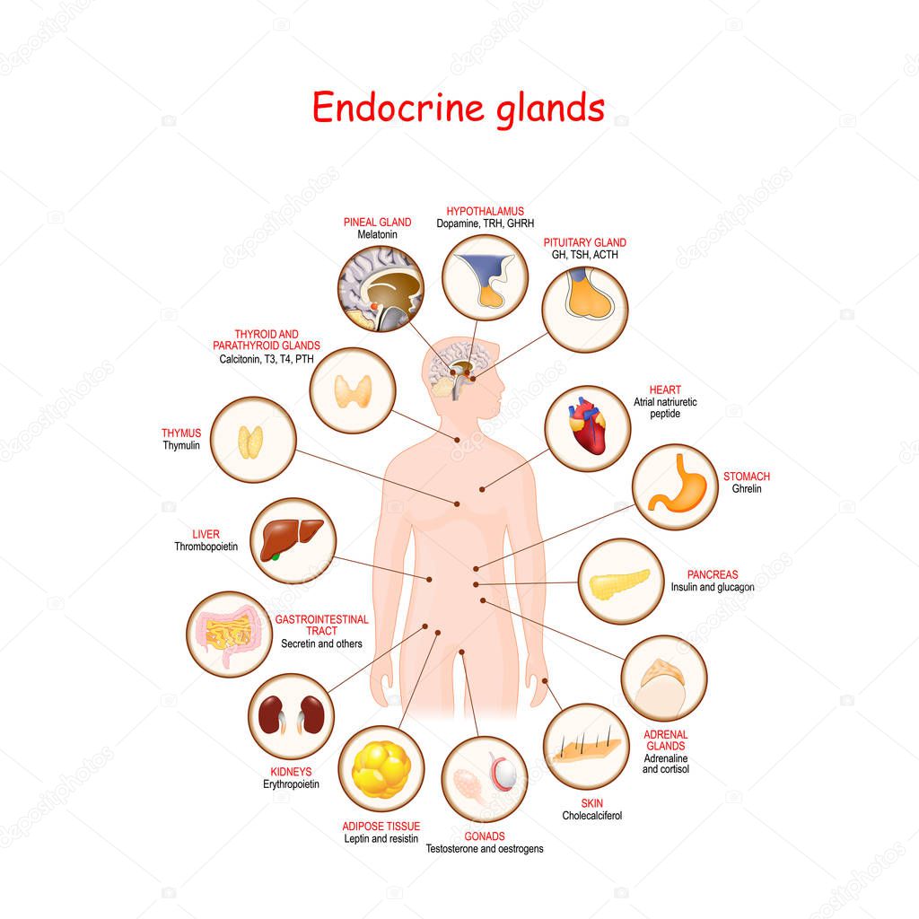 Endocrine glands and hormones.