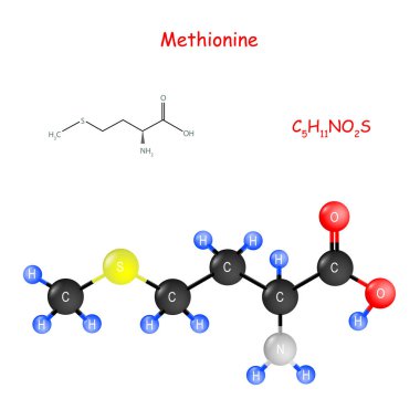 Methionin. Molekülün kimyasal yapısal formülü ve modeli.