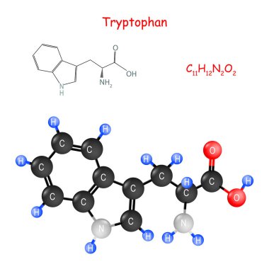 Tryptophan. Molekülün kimyasal yapısal formülü ve modeli.