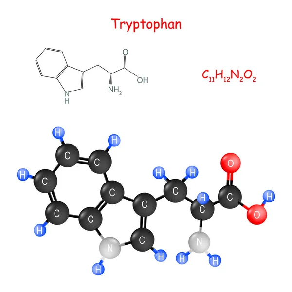 Триптофан. Хімічна структурна формула та модель молекули . — стоковий вектор